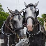 Kuschelnde Pferde vor der Hochzeitskutsche